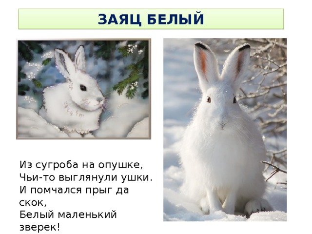 ЗАЯЦ БЕЛЫЙ Из сугроба на опушке, Чьи-то выглянули ушки. И помчался прыг да скок, Белый маленький зверек! 