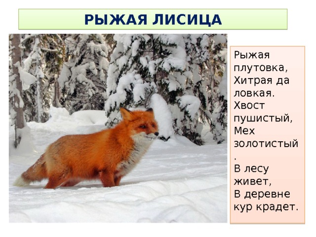 РЫЖАЯ ЛИСИЦА Рыжая плутовка,  Хитрая да ловкая.  Хвост пушистый,  Мех золотистый.  В лесу живет,  В деревне кур крадет.   