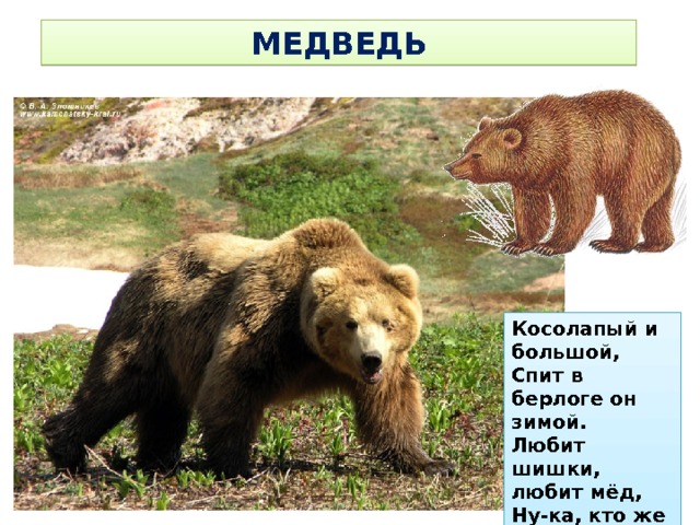МЕДВЕДЬ Косолапый и большой, Спит в берлоге он зимой. Любит шишки, любит мёд, Ну-ка, кто же назовет? 
