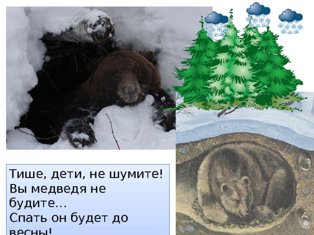 Тише, дети, не шумите! Вы медведя не будите… Спать он будет до весны! 