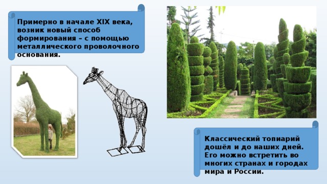 Примерно в начале XIX века, возник новый способ формирования – с помощью металлического проволочного основания. Классический топиарий дошёл и до наших дней. Его можно встретить во многих странах и городах мира и России. 