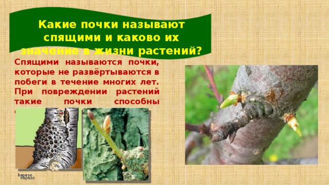Какие почки называют спящими и каково их значение в жизни растений?  Спящими называются почки, которые не развёртываются в побеги в течение многих лет. При повреждении растений такие почки способны формировать побеги.  14 