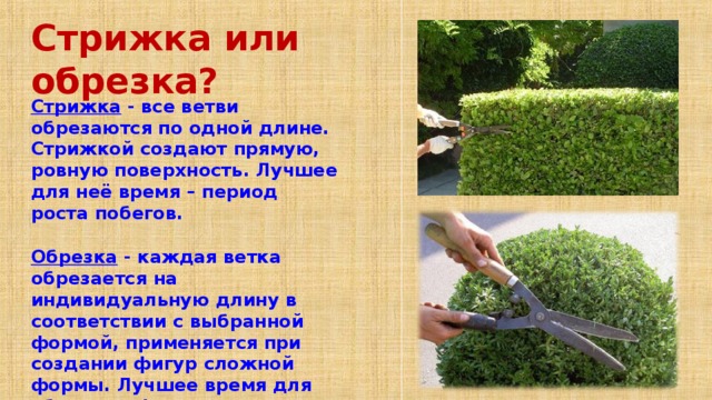 Стрижка или обрезка? Стрижка - все ветви обрезаются по одной длине. Стрижкой создают прямую, ровную поверхность. Лучшее для неё время – период роста побегов.  Обрезка - каждая ветка обрезается на индивидуальную длину в соответствии с выбранной формой, применяется при создании фигур сложной формы. Лучшее время для обрезки – февраль или март, до начала сокодвижения.  