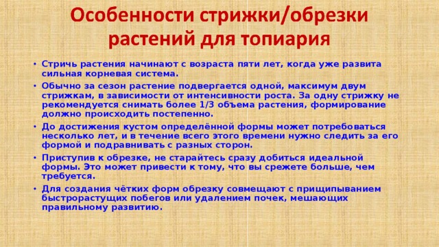 Стричь растения начинают с возраста пяти лет, когда уже развита сильная корневая система. Обычно за сезон растение подвергается одной, максимум двум стрижкам, в зависимости от интенсивности роста. За одну стрижку не рекомендуется снимать более 1/3 объема растения, формирование должно происходить постепенно. До достижения кустом определённой формы может потребоваться несколько лет, и в течение всего этого времени нужно следить за его формой и подравнивать с разных сторон. Приступив к обрезке, не старайтесь сразу до­биться идеальной формы. Это может привести к тому, что вы срежете больше, чем требуется. Для создания чётких форм обрезку совмещают с прищипыванием быстрорастущих побегов или удалением почек, мешающих правильному развитию.  