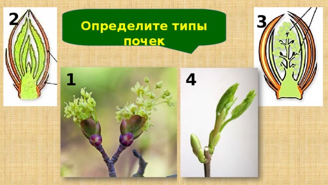 2 3 Определите типы почек  1 4 