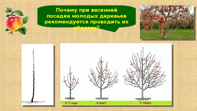 Почему при весенней посадке молодых деревьев рекомендуется проводить их обрезку?  14 