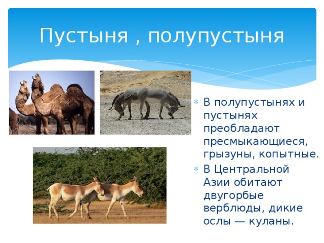 Млекопитающие пустыни презентация