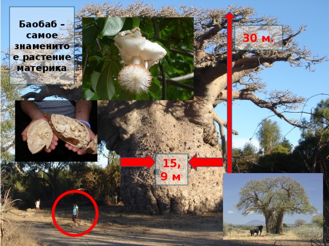 Баобаб – самое знаменитое растение материка 30 м. 15,9 м . 