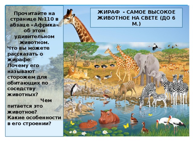 Животные и растения разных материков презентация