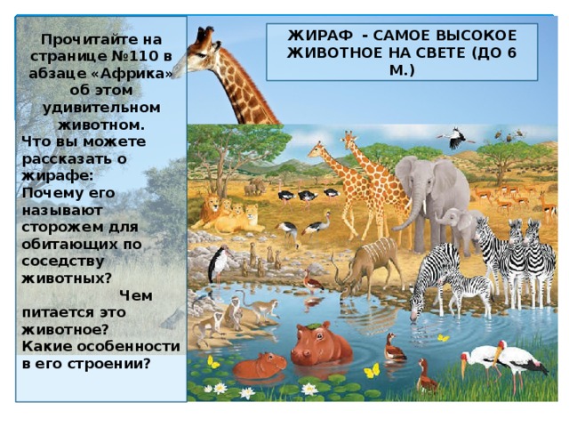 Прочитайте на странице №110 в абзаце «Африка» об этом удивительном животном. Что вы можете рассказать о жирафе: Почему его называют сторожем для обитающих по соседству животных? Чем питается это животное? Какие особенности в его строении?  ЖИРАФ - САМОЕ ВЫСОКОЕ ЖИВОТНОЕ НА СВЕТЕ (ДО 6 М.) 