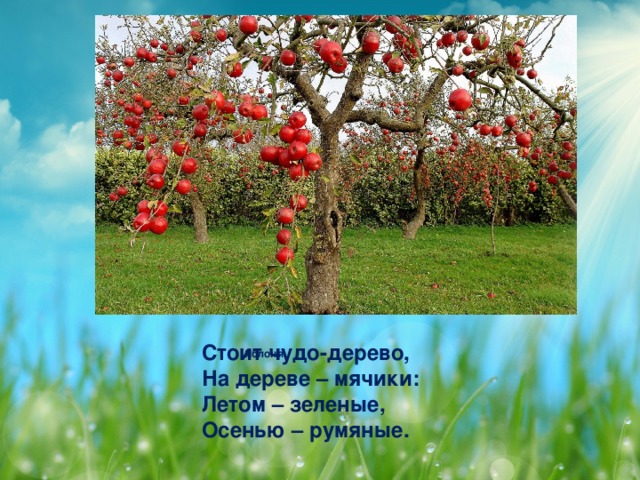   Яблоня   Стоит чудо-дерево,  На дереве – мячики:  Летом – зеленые,  Осенью – румяные.