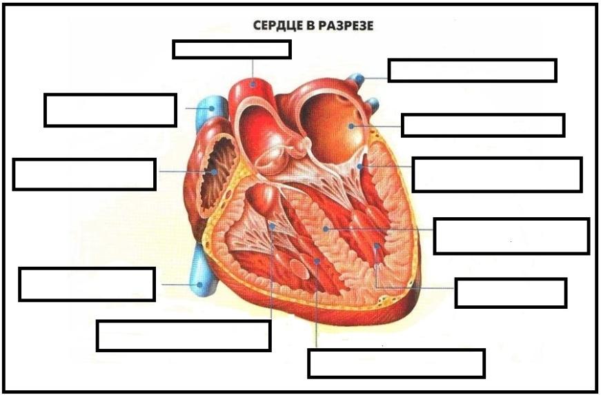 Сердце в разрезе схема