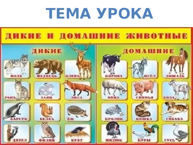 ТЕМА УРОКА
