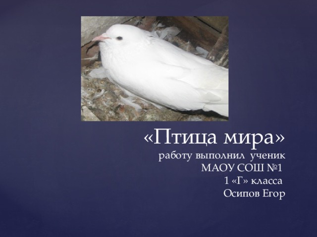  «Птица мира»  работу выполнил ученик  МАОУ СОШ №1  1 «Г» класса  Осипов Егор 