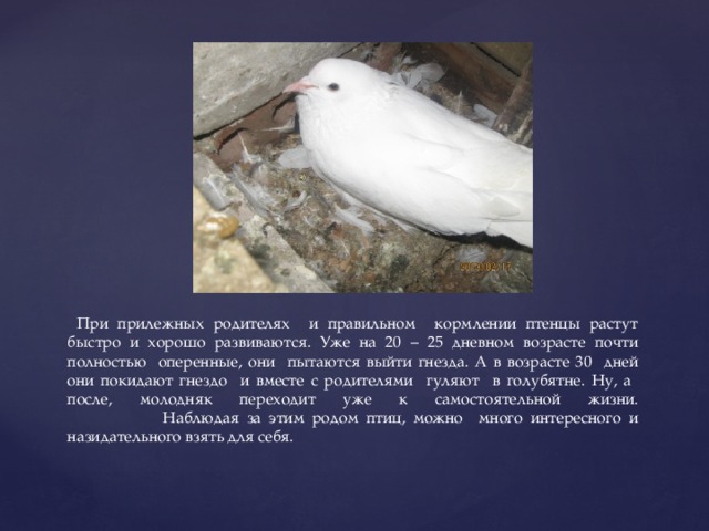  При прилежных родителях и правильном кормлении птенцы растут быстро и хорошо развиваются. Уже на 20 – 25 дневном возрасте почти полностью оперенные, они пытаются выйти гнезда. А в возрасте 30 дней они покидают гнездо и вместе с родителями гуляют в голубятне. Ну, а после, молодняк переходит уже к самостоятельной жизни.  Наблюдая за этим родом птиц, можно много интересного и назидательного взять для себя. 