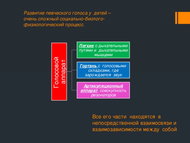 Голосовой аппарат Развитие певческого голоса у детей – очень сложный социально-биолого-физиологический процесс.    Легкие с дыхательными путями и дыхательными мышцами Гортань с голосовыми складками, где зарождается звук Артикуляционный аппарат , совокупность резонаторов Все его части находятся в непосредственной взаимосвязи и взаимозависимости между собой 