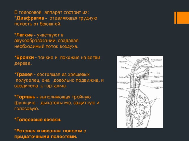 В голосовой аппарат состоит из: * Диафрагма -   отделяющая грудную полость от брюшной. *Легкие - участвуют в звукообразовании, создавая необходимый поток воздуха. *Бронхи - тонкие и  похожие на ветви дерева. *Трахея - состоящая из хрящевых  полуколец, она   довольно подвижна, и соединена  с гортанью.    *Гортань - выполняющая тройную функцию - дыхательную, защитную и голосовую.   *Голосовые связки.  *Ротовая и носовая полости с придаточными полостями. 