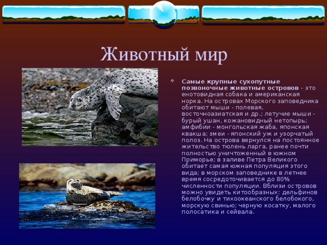 Животный мир Самые крупные сухопутные позвоночные животные островов - это енотовидная собака и американская норка. На островах Морского заповедника обитают мыши - полевая, восточноазиатская и др.; летучие мыши - бурый ушан, кожановидный нетопырь; амфибии - монгольская жаба, японская квакша; змеи - японский уж и узорчатый полоз. На острова вернулся на постоянное жительство тюлень ларга, ранее почти полностью уничтоженный в южном Приморье; в заливе Петра Великого обитает самая южная популяция этого вида; в морском заповеднике в летнее время сосредоточивается до 80% численности популяции. Вблизи островов можно увидеть китообразных: дельфинов белобочку и тихоокеанского белобокого, морскую свинью; черную косатку, малого полосатика и сейвала. 