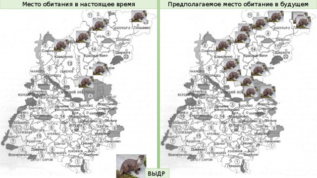 Карта обитания медведей в смоленской области