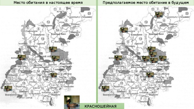 Предполагаемое место обитание в будущем Место обитания в настоящее время КРАСНОШЕЙНАЯ ПОГАНКА 