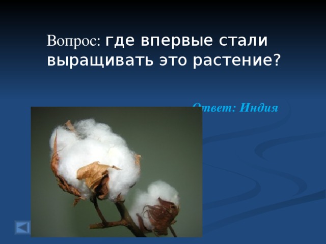  Вопрос: где впервые стали выращивать это растение?  Ответ: Индия  