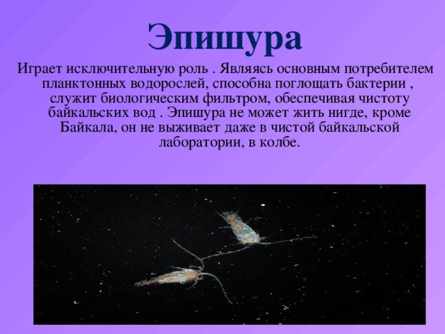 Эпишура  Играет исключительную роль . Являясь основным потребителем планктонных водорослей, способна поглощать бактерии , служит биологическим фильтром, обеспечивая чистоту байкальских вод . Эпишура не может жить нигде, кроме Байкала, он не выживает даже в чистой байкальской лаборатории, в колбе.
