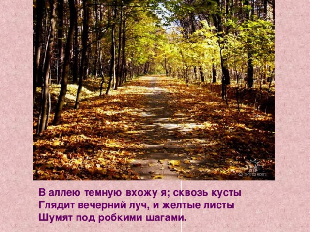 В аллею темную вхожу я; сквозь кусты Глядит вечерний луч, и желтые листы Шумят под робкими шагами.  