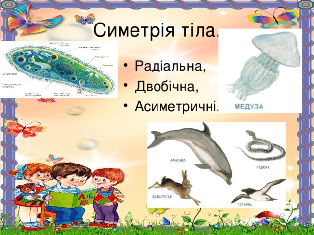 Симетрія тіла. Радіальна, Двобічна, Асиметричні. 