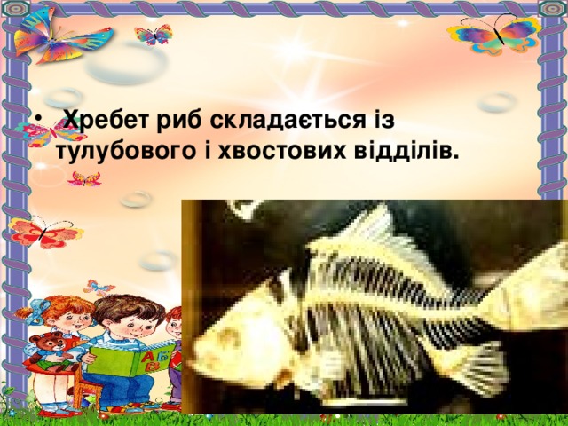  Хребет риб складається із тулубового і хвостових відділів.   