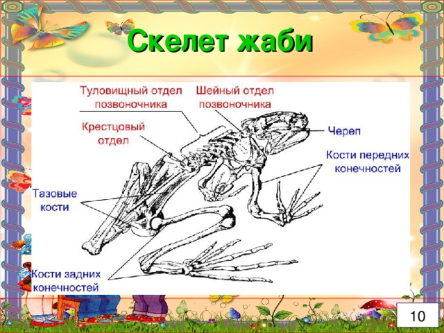 Скелет жаби 10 
