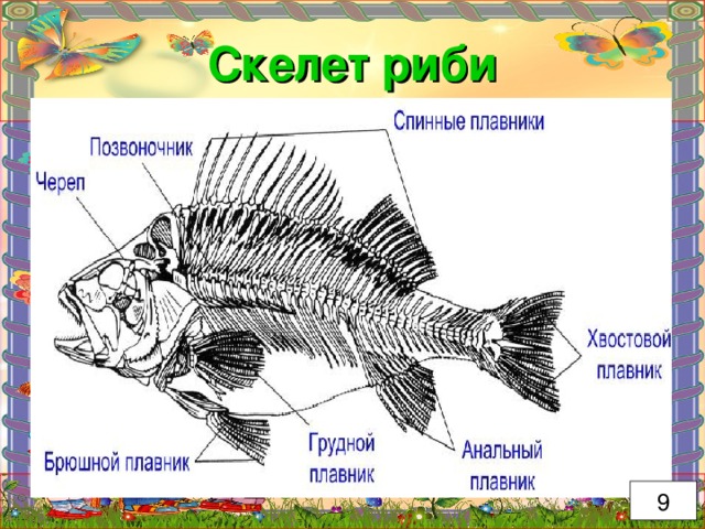 Скелет риби 9 