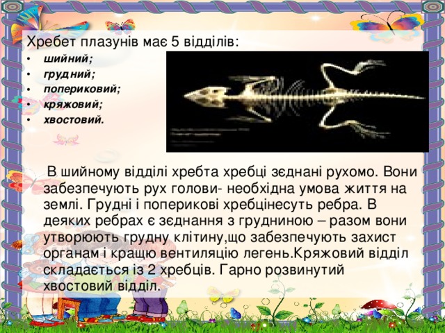 Хребет плазунів має 5 відділів: шийний; грудний; попериковий; кряжовий; хвостовий.     В шийному відділі хребта хребці зєднані рухомо. Вони забезпечують рух голови- необхідна умова життя на землі. Грудні і поперикові хребцінесуть ребра. В деяких ребрах є зєднання з грудниною – разом вони утворюють грудну клітину,що забезпечують захист органам і кращю вентиляцію легень.Кряжовий відділ складається із 2 хребців. Гарно розвинутий хвостовий відділ. 