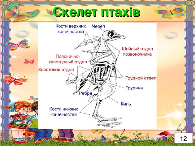 Скелет птахів 12 