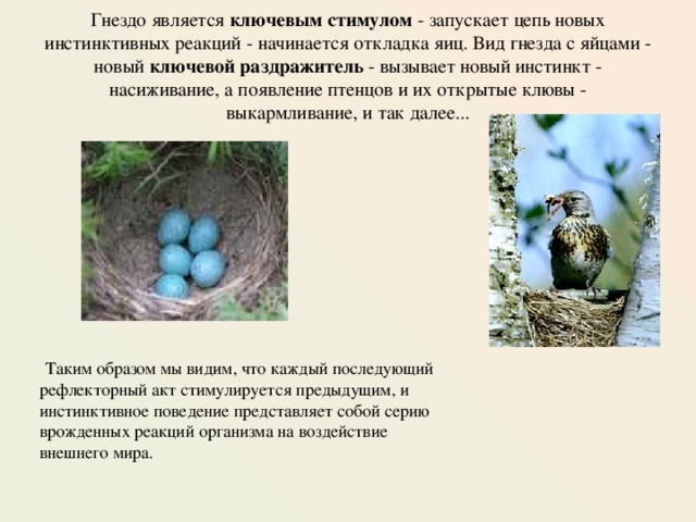 Гнездо является ключевым стимулом - запускает цепь новых инстинктивных реакций - начинается откладка яиц. Вид гнезда с яйцами - новый ключевой раздражитель - вызывает новый инстинкт - насиживание, а появление птенцов и их открытые клювы - выкармливание, и так далее...  Таким образом мы видим, что каждый последующий рефлекторный акт стимулируется предыдущим, и инстинктивное поведение представляет собой серию врожденных реакций организма на воздействие внешнего мира. 