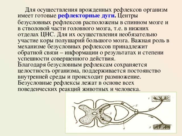 Центры _________________________________ рефлексов расположены в спинном мозге.. Центры безусловных рефлексов располагаются. Расположение центров рефлексов. Врожденные рефлексы животных.