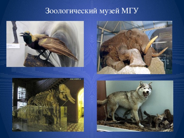 Зоологический музей МГУ 