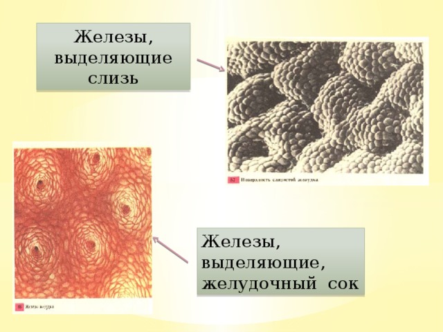 Железы, выделяющие слизь Железы, выделяющие, желудочный сок