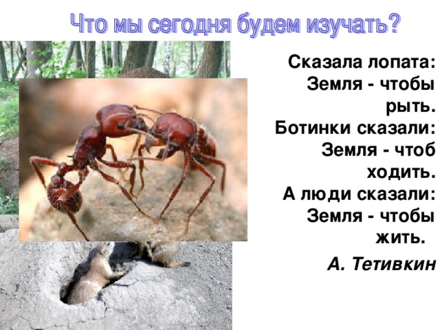 Сказала лопата:  Земля - чтобы рыть.  Ботинки сказали:  Земля - чтоб ходить.  А люди сказали:  Земля - чтобы жить. А. Тетивкин 
