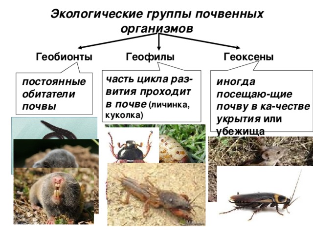 Экологические группы почвенных организмов Геофилы Геоксены Геобионты часть цикла раз-вития проходит в почве (личинка, куколка) постоянные обитатели почвы  иногда посещаю-щие  почву в ка-честве укрытия или убежища 