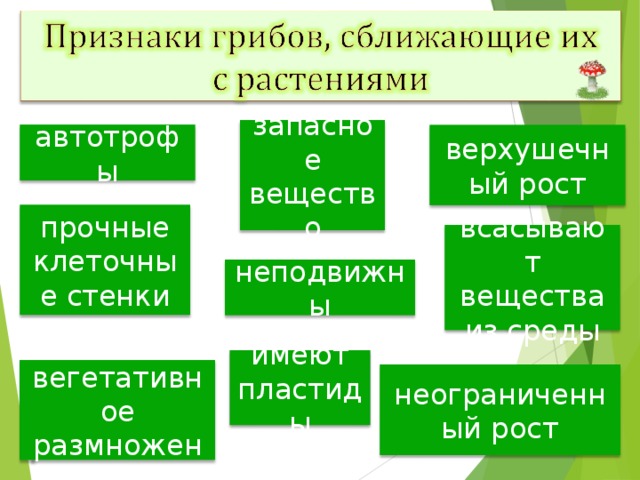  запасное вещество крахмал автотрофы верхушечный рост прочные клеточные стенки всасывают вещества из среды неподвижны имеют пластиды есть вегетативное размножение неограниченный рост 