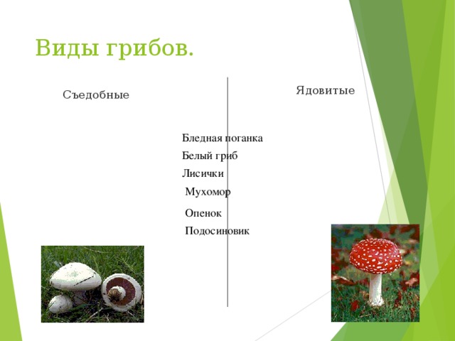 Виды грибов.  Ядовитые  Съедобные Бледная поганка Белый гриб Лисички Мухомор Опенок Подосиновик 