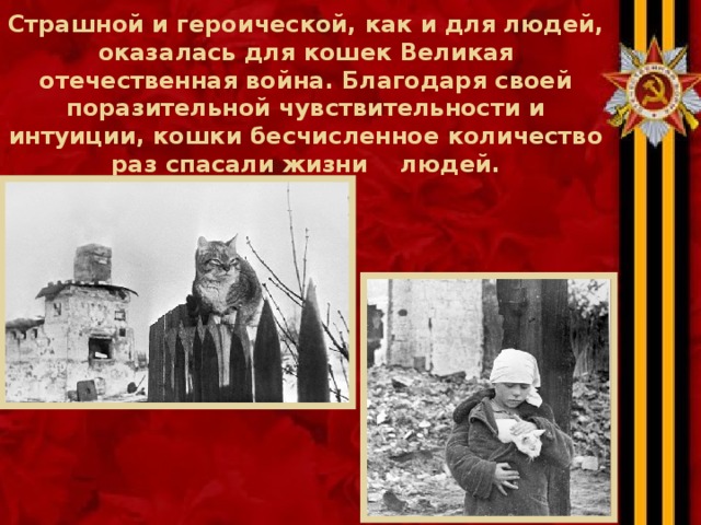 Страшной и героической, как и для людей, оказалась для кошек Великая отечественная война. Благодаря своей поразительной чувствительности и интуиции, кошки бесчисленное количество раз спасали жизни людей. 