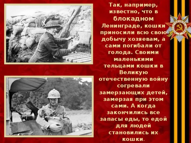 Так, например, известно, что в блокадном Ленинграде, кошки приносили всю свою добычу хозяевам, а сами погибали от голода. Своими маленькими тельцами кошки в Великую отечественную войну согревали замерзающих детей, замерзая при этом сами. А когда закончились все запасы еды, то едой для людей становились их кошки . 