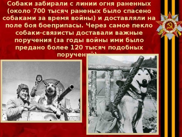 Собаки забирали с линии огня раненных (около 700 тысяч раненых было спасено собаками за время войны) и доставляли на поле боя боеприпасы. Через самое пекло собаки-связисты доставали важные поручения (за годы войны ими было предано более 120 тысяч подобных поручений).   
