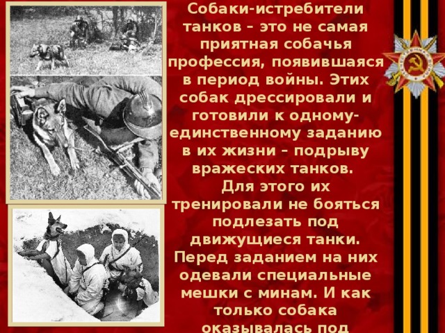 Собаки наносили и прямой удар по врагу. Собаки-истребители танков – это не самая приятная собачья профессия, появившаяся в период войны. Этих собак дрессировали и готовили к одному-единственному заданию в их жизни – подрыву вражеских танков.  Для этого их тренировали не бояться подлезать под движущиеся танки. Перед заданием на них одевали специальные мешки с минам. И как только собака оказывалась под бронетехникой, мина взрывалась.   