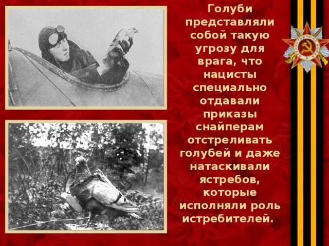 Голуби представляли собой такую угрозу для врага, что нацисты специально отдавали приказы снайперам отстреливать голубей и даже натаскивали ястребов, которые исполняли роль истребителей. 