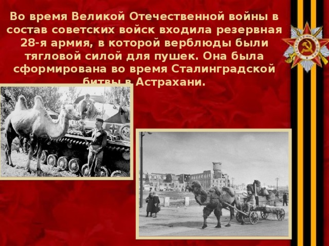 Во время Великой Отечественной войны в состав советских войск входила резервная 28-я армия, в которой верблюды были тягловой силой для пушек. Она была сформирована во время Сталинградской битвы в Астрахани. 