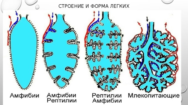 СТРОЕНИЕ И ФОРМА ЛЕГКИХ 