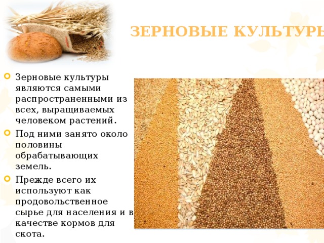 Зерновые культуры Зерновые культуры являются самыми распространенными из всех, выращиваемых человеком растений. Под ними занято около половины обрабатывающих земель. Прежде всего их используют как продовольственное сырье для населения и в качестве кормов для скота. 