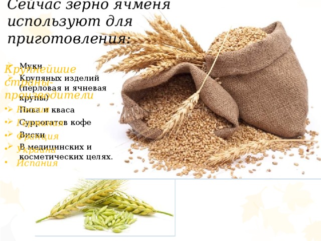 Сейчас зерно ячменя используют для приготовления: Крупнейшие страны-производители Россия Германия Франция Украина Испания Муки Крупяных изделий (перловая и ячневая крупы) Пива и кваса Суррогатов кофе Виски В медицинских и косметических целях. 